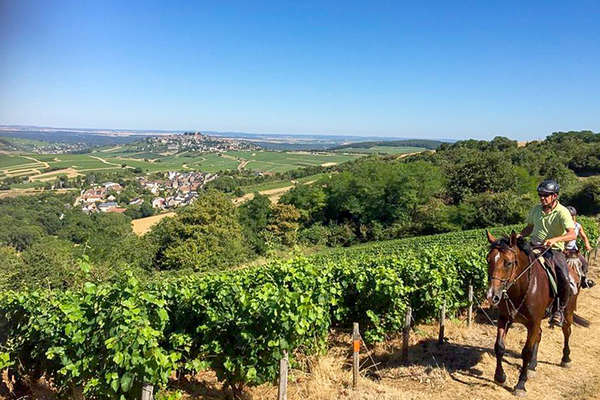 Balade à cheval dans les vignes