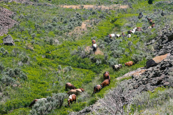 A cheval aux Etats-Unis