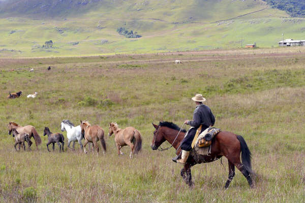 Pantaneiros au Brésil et cheval