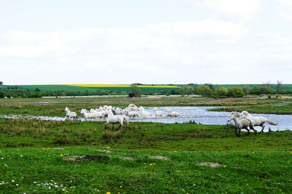 A cheval dans la baie de Somme