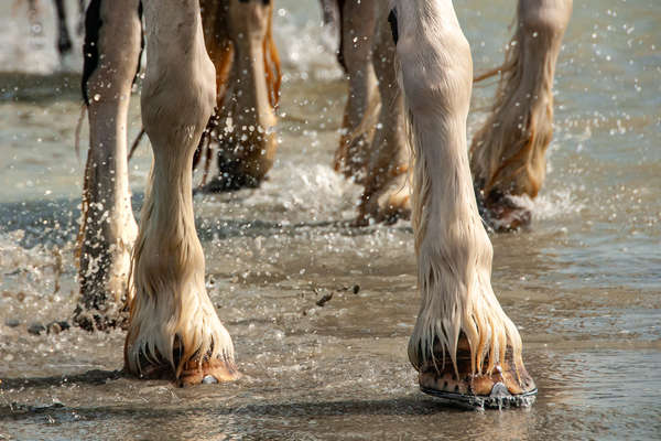 A cheval dans la baie du Mont Saint Michel