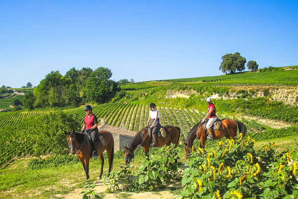 A cheval dans le Médoc