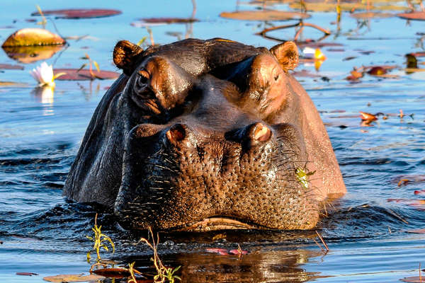 A cheval dans le Waterberg