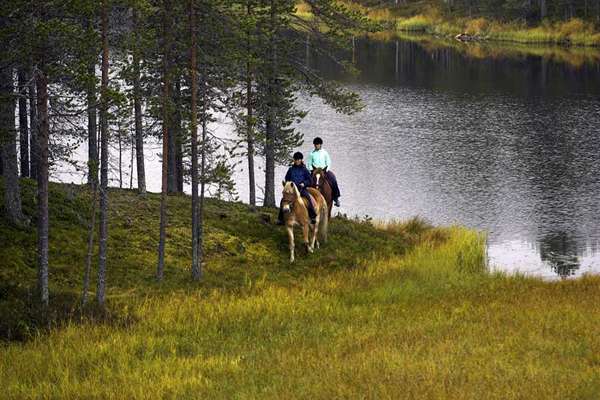 Chevaux dans les fjords en Finlande