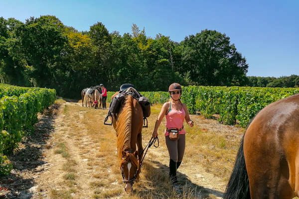 A cheval dans les vignes en Champagne