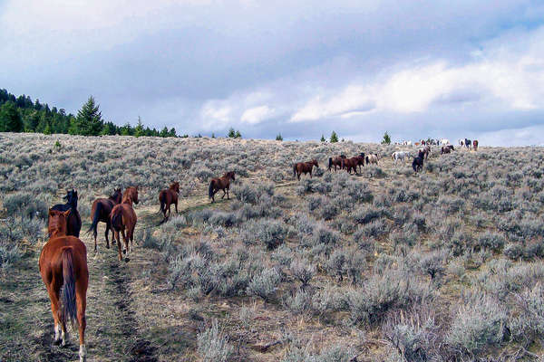 A cheval dans l'Idaho