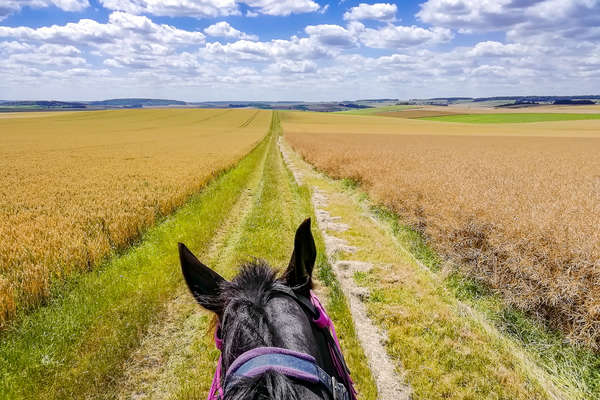 A cheval en Champagne