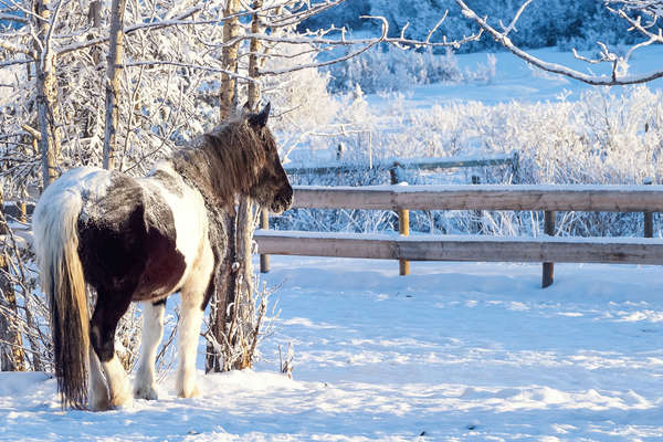 A cheval en hiver au Canada