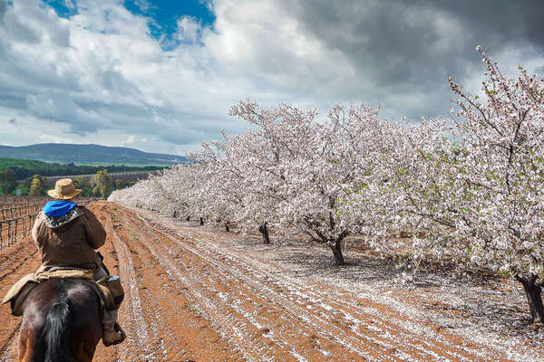 A cheval en Israël à la floraison des cerisiers