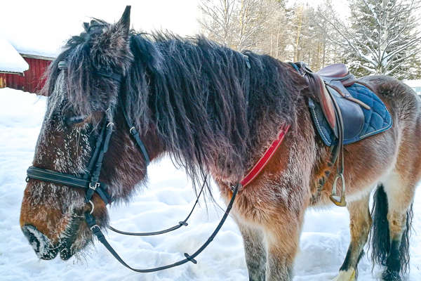 A cheval en Laponie