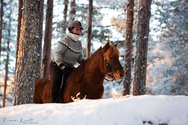 A cheval en Laponie suédoise l'hiver