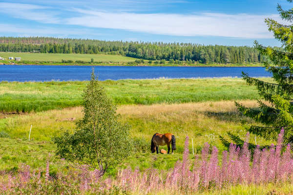 A cheval en Suède