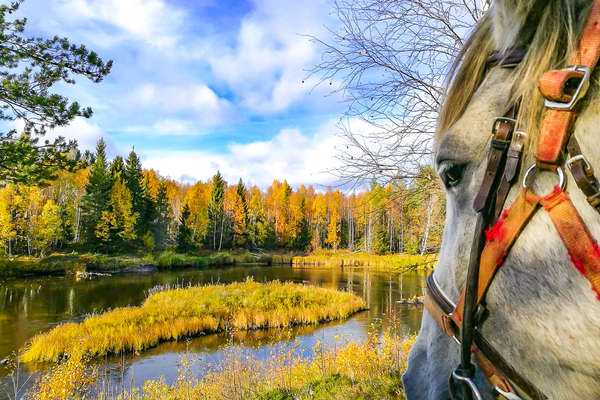 A cheval en Suède en été