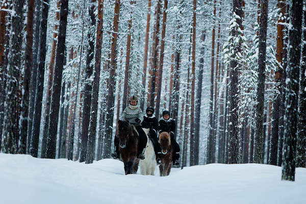 A cheval l'hiver en Laponie suédoise