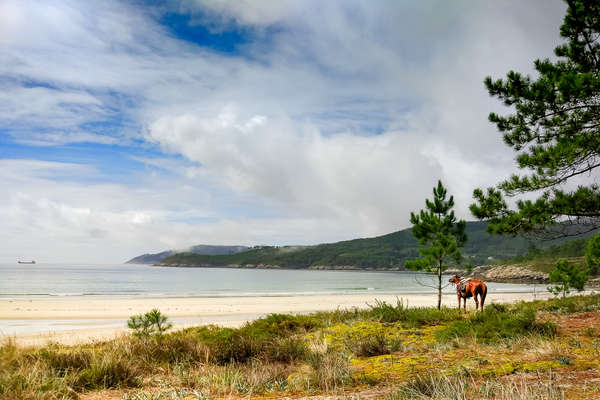 A cheval sur le chemin de St Jacques de Compostelle