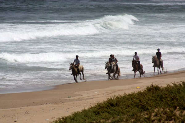 Chevaux sur la plage au Maroc