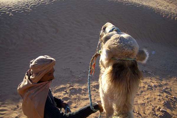 Dromadaire en Tunisie