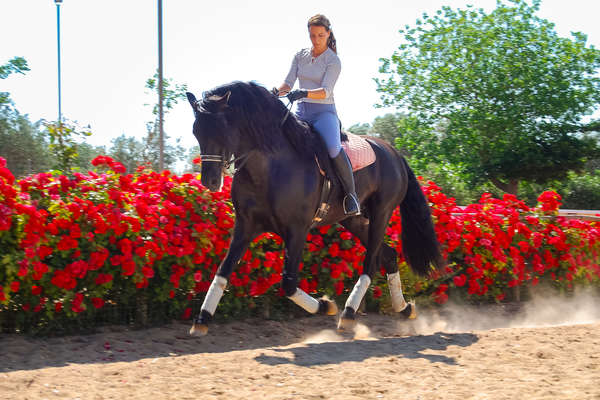 Allongement au trot en dressage