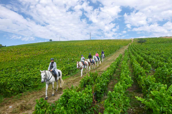 Au coeur des vignes en Bourgogne