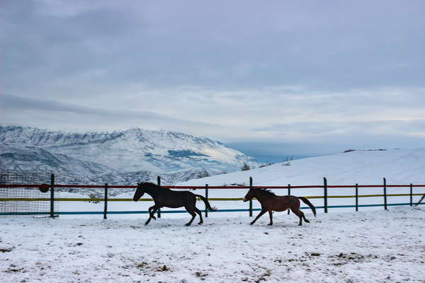 Au galop dans la neige