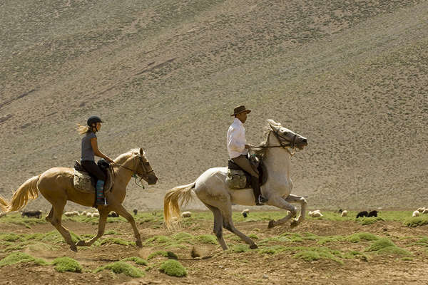 Chevaux au galop dans l'Atlas marocain