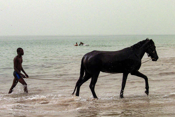 Baignade avec les chevaux au Sénégal