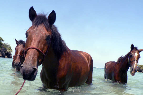 Chevaux en République dominicaine