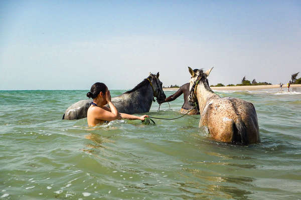 Bain de mer avec les chevaux au Sénégal
