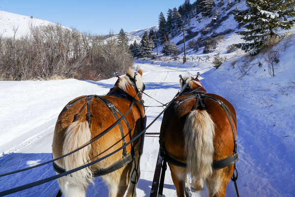 Balade en attelage au Montana