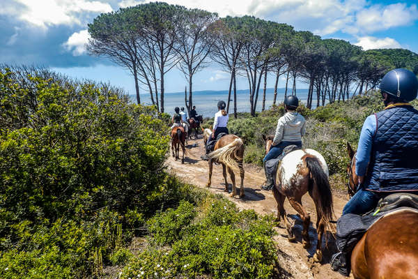 Balade entre les pins