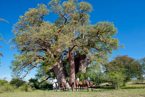 Baobab et cavaliers dans le Kalahari