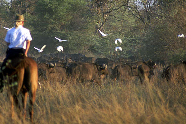 Buffles Okavango et Cheval