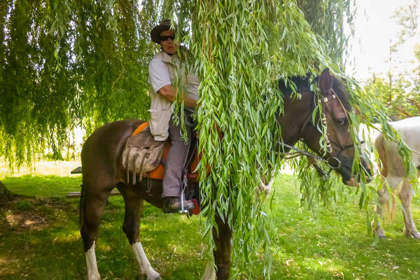 Cachés sous le saule