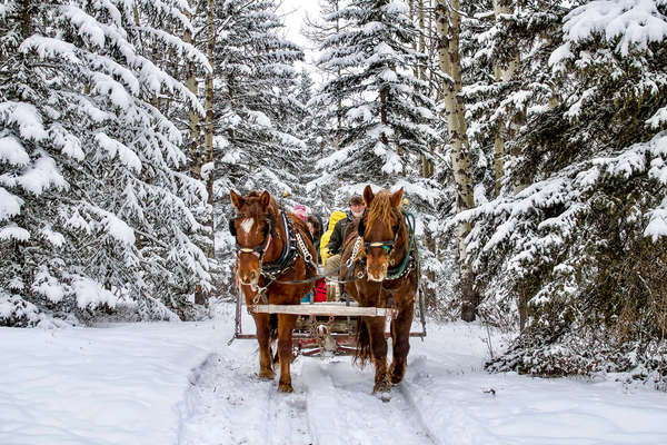 Calèche en hiver au Canada