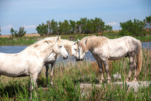 Camargue à cheval