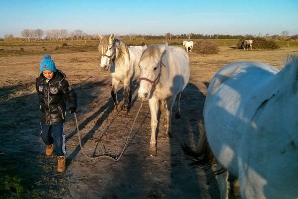 Camargue et chevaux