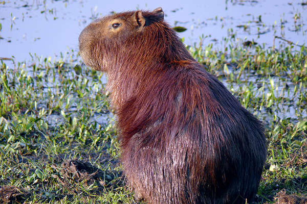 Capibara dans le Pantanal au brésil