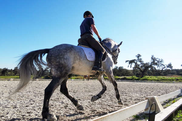 Cavalier en séance de dressage au Portugal