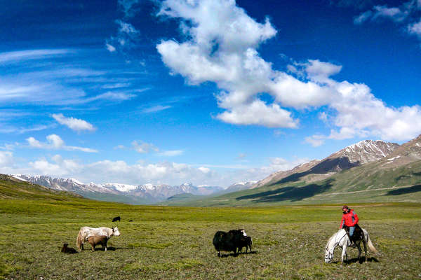 Cavalier et yak en Kirghizie