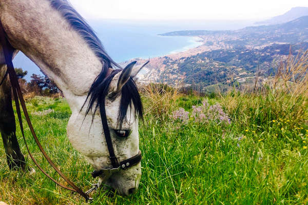 Cavalier sur la côte d'Azur