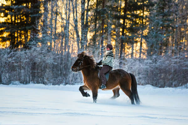 Cavalière au tölt en Suède