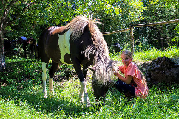 Slovénie et chevaux