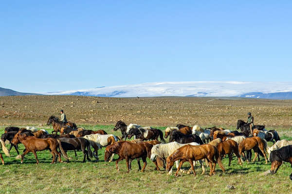 Cavaliers au cœur de l'Islande