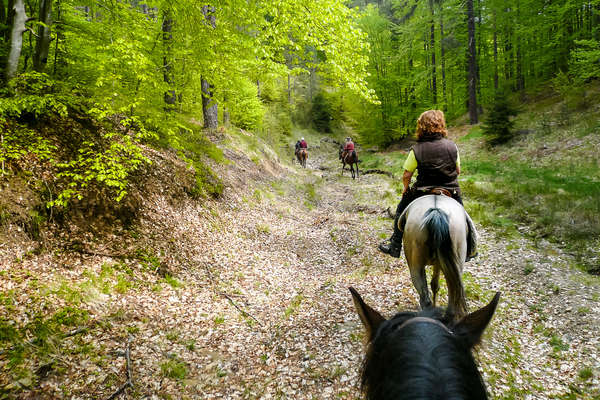 Cavaliers dans la forêt bulgare