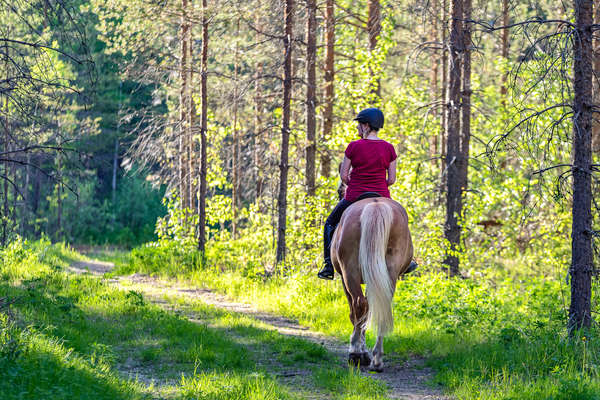 Cavaliers dans la forêt suédoise