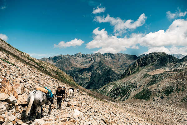 Chevaux dans le Mercantour