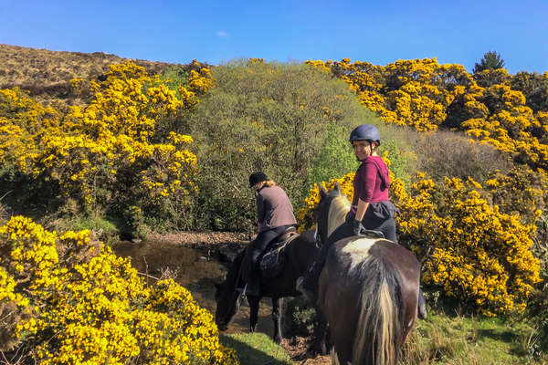 Cavaliers dans les bruyères en fleur