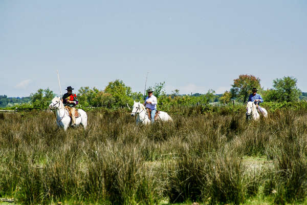 Cavaliers dans les hautes herbes