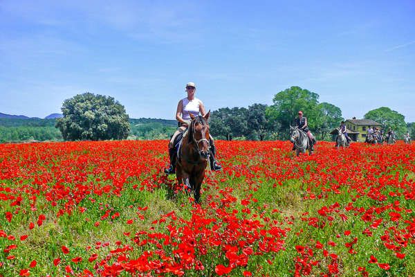 Cavaliers dans un champ de coquelicots