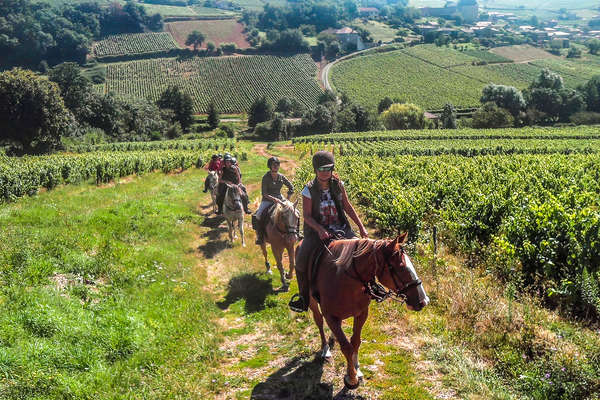 Cavaliers en Bourgogne